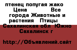 птенец попугая жако  › Цена ­ 60 000 - Все города Животные и растения » Птицы   . Сахалинская обл.,Южно-Сахалинск г.